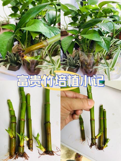 富贵竹怎么修剪枝叶，富贵竹怎样修剪一盆变2盆-第5张图片-优品飞百科