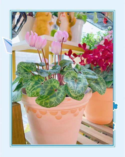 包含新买的仙客来怎么养的词条