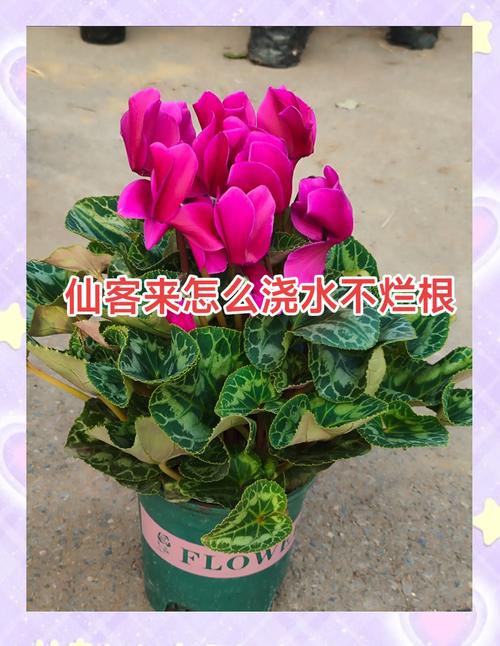 包含新买的仙客来怎么养的词条-第2张图片-优品飞百科