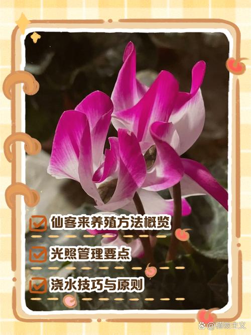 包含新买的仙客来怎么养的词条-第3张图片-优品飞百科