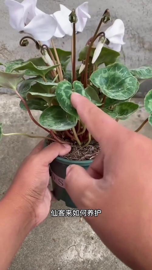 包含新买的仙客来怎么养的词条-第4张图片-优品飞百科