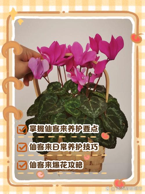 包含新买的仙客来怎么养的词条-第5张图片-优品飞百科