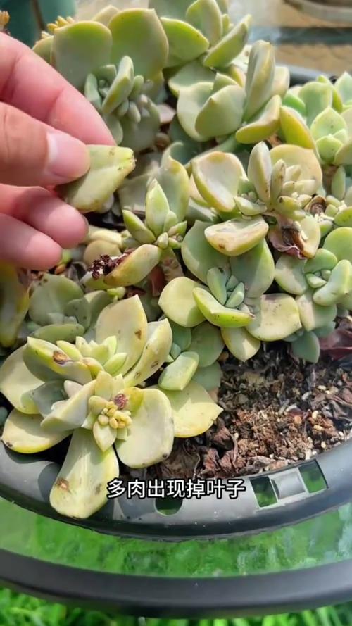 冬天多肉砍头还能活吗，多肉冬天能掐头吗