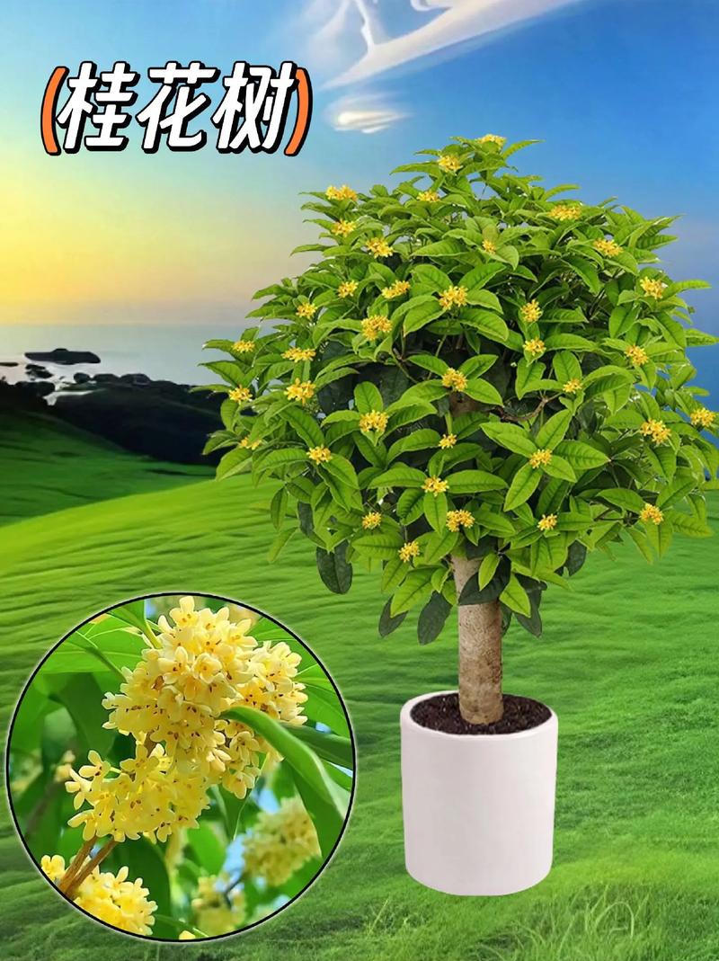 桂花苗怎么培育，桂花苗如何培育