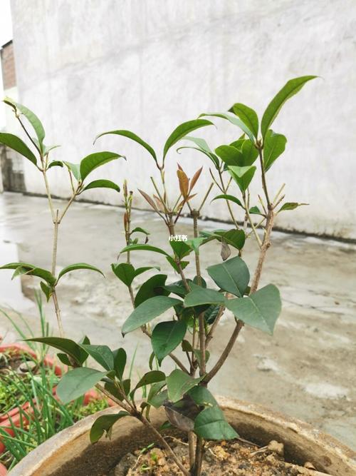桂花苗怎么培育，桂花苗如何培育-第2张图片-优品飞百科