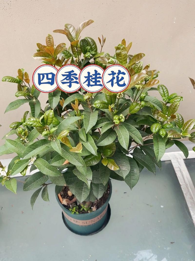 桂花苗怎么培育，桂花苗如何培育-第3张图片-优品飞百科
