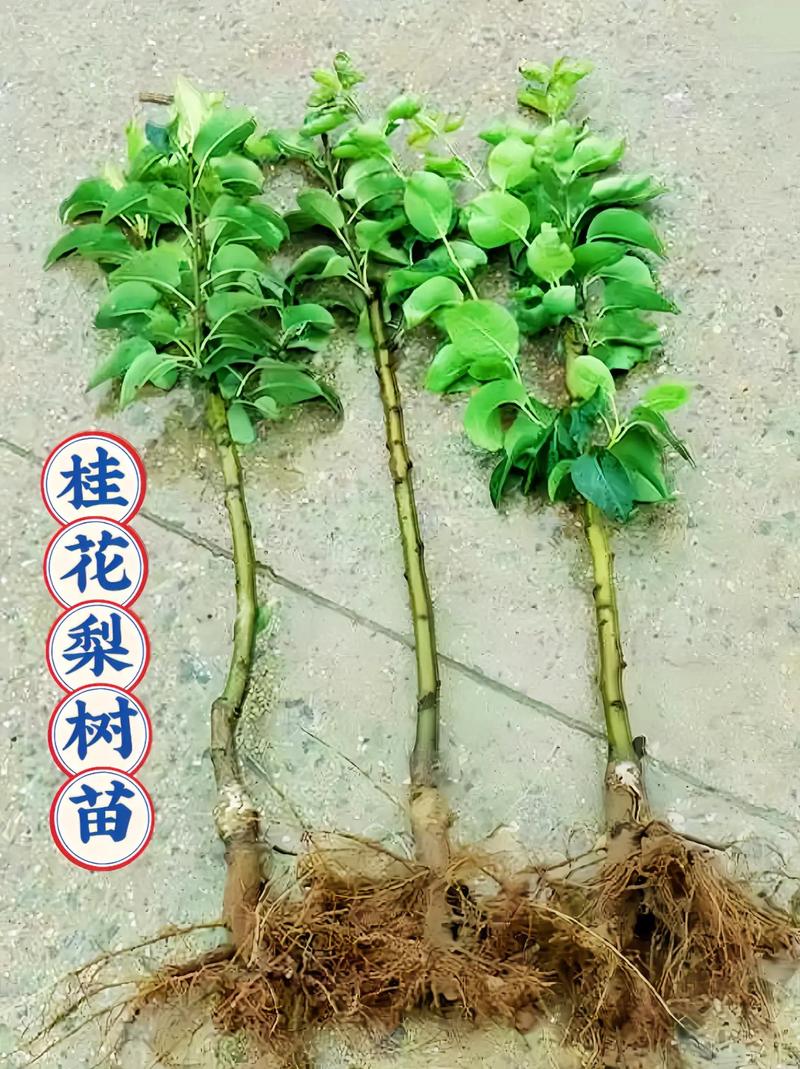 桂花苗怎么培育，桂花苗如何培育-第6张图片-优品飞百科