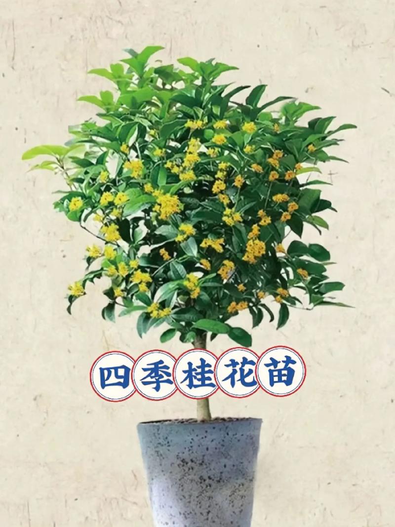 桂花苗怎么培育，桂花苗如何培育-第7张图片-优品飞百科