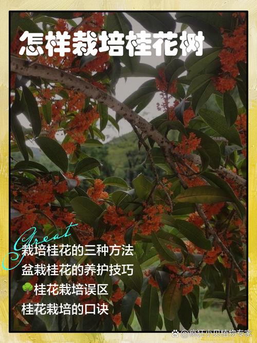 桂花苗怎么培育，桂花苗如何培育-第8张图片-优品飞百科