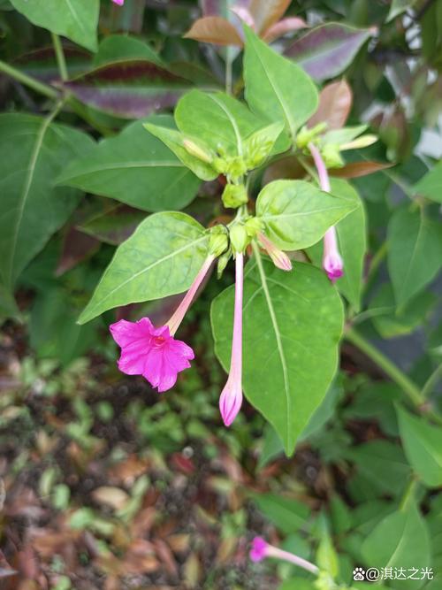 紫茉莉怎么多开花？紫茉莉开花后怎么修剪？