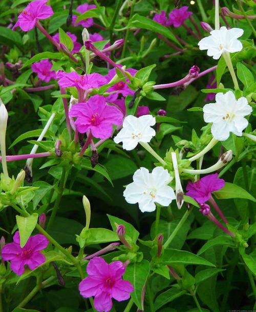 紫茉莉怎么多开花？紫茉莉开花后怎么修剪？-第2张图片-优品飞百科