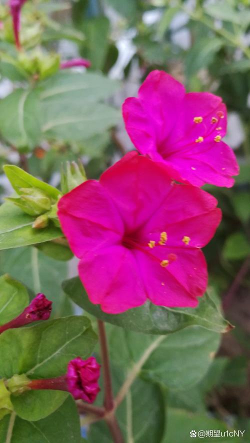 紫茉莉怎么多开花？紫茉莉开花后怎么修剪？-第3张图片-优品飞百科