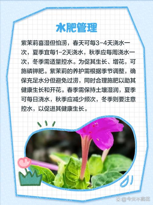紫茉莉怎么多开花？紫茉莉开花后怎么修剪？-第4张图片-优品飞百科