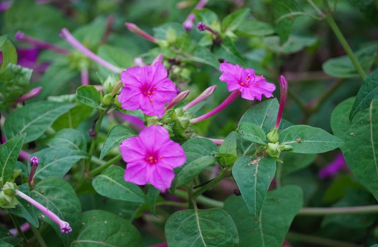 紫茉莉怎么多开花？紫茉莉开花后怎么修剪？-第5张图片-优品飞百科