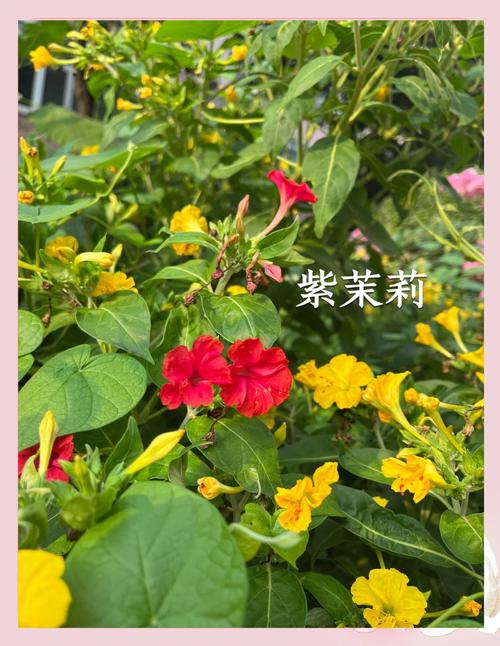 紫茉莉怎么多开花？紫茉莉开花后怎么修剪？-第7张图片-优品飞百科