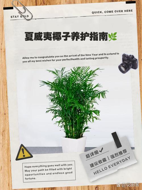 夏威夷椰子种子怎么种，夏威夷椰子怎么养才茂盛？