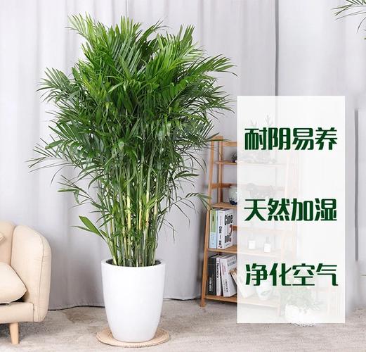 夏威夷椰子种子怎么种，夏威夷椰子怎么养才茂盛？-第3张图片-优品飞百科