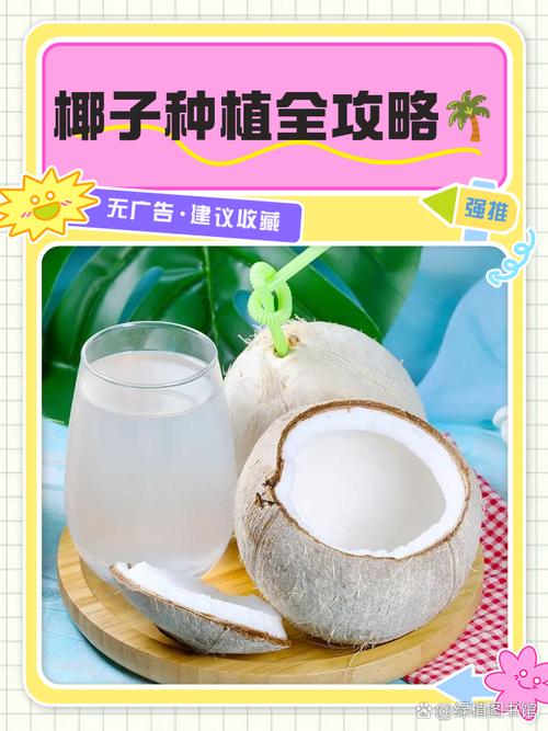夏威夷椰子种子怎么种，夏威夷椰子怎么养才茂盛？-第4张图片-优品飞百科