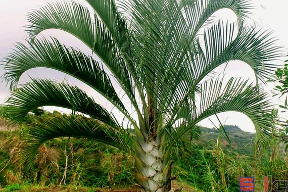 夏威夷椰子种子怎么种，夏威夷椰子怎么养才茂盛？-第5张图片-优品飞百科