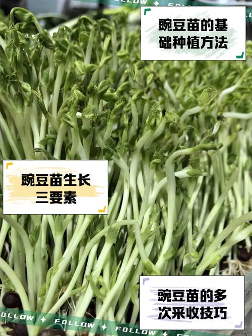 豌豆种植时间和方法？北方豌豆种植时间和方法？-第2张图片-优品飞百科