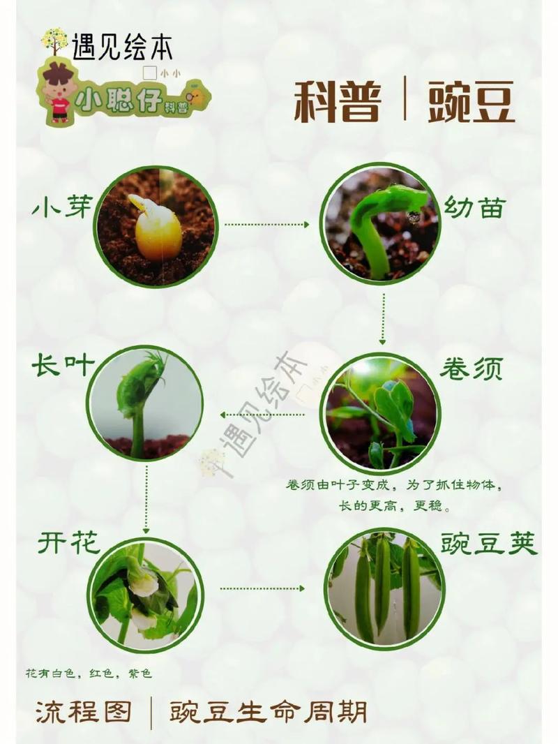 豌豆种植时间和方法？北方豌豆种植时间和方法？-第4张图片-优品飞百科