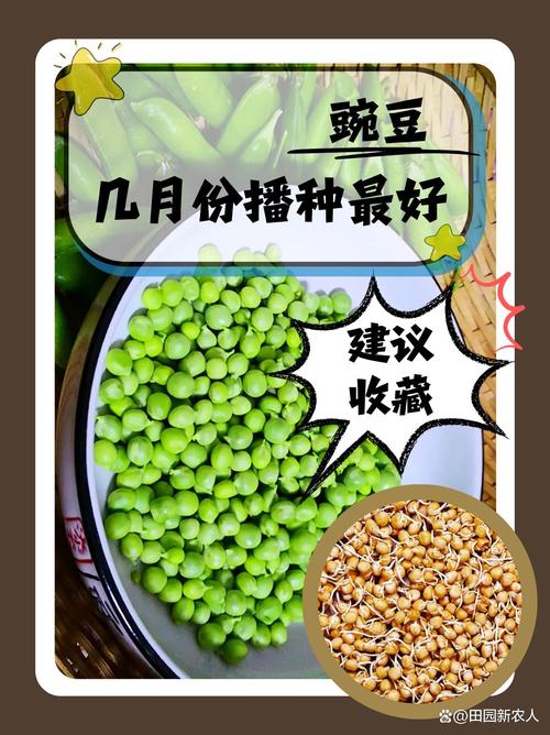 豌豆种植时间和方法？北方豌豆种植时间和方法？-第5张图片-优品飞百科