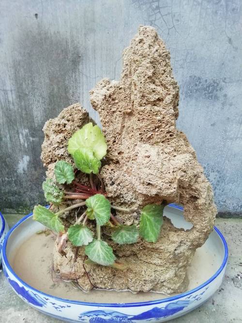 吸水石上种什么植物，吸水石种什么植物好活寓意好？-第2张图片-优品飞百科