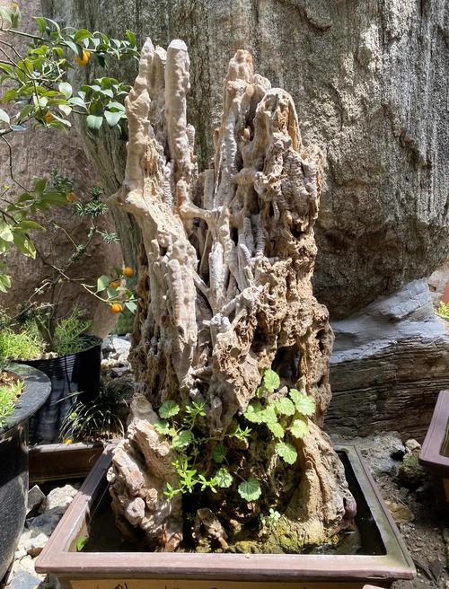 吸水石上种什么植物，吸水石种什么植物好活寓意好？-第4张图片-优品飞百科