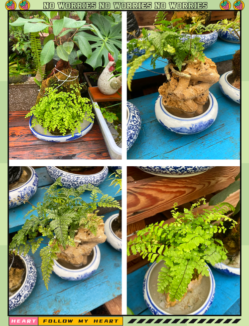 吸水石上种什么植物，吸水石种什么植物好活寓意好？-第8张图片-优品飞百科