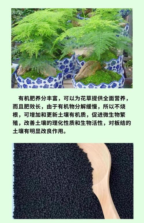 文竹喜欢什么肥料，文竹喜欢什么肥料比较好？