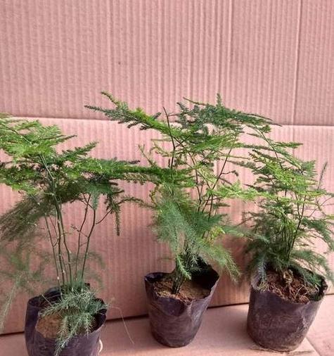 文竹喜欢什么肥料，文竹喜欢什么肥料比较好？-第2张图片-优品飞百科