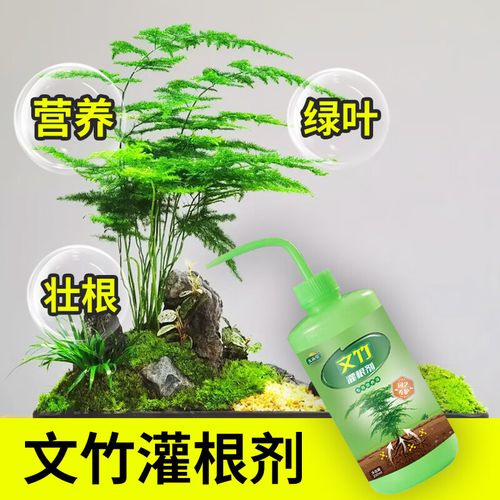 文竹喜欢什么肥料，文竹喜欢什么肥料比较好？-第4张图片-优品飞百科