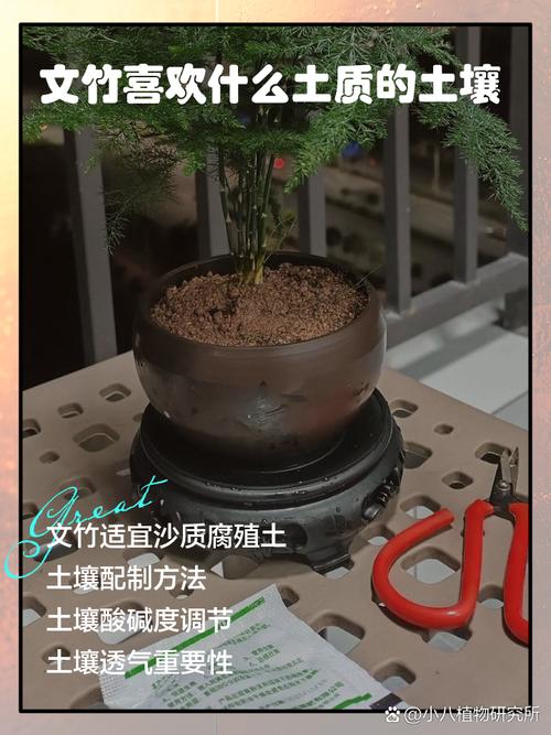 文竹喜欢什么肥料，文竹喜欢什么肥料比较好？-第6张图片-优品飞百科