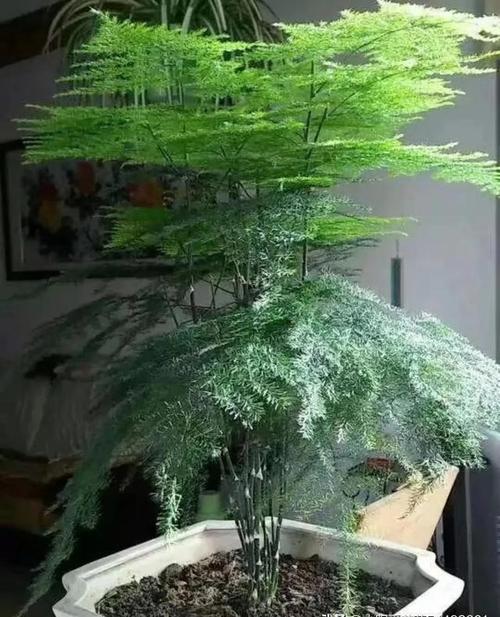 文竹喜欢什么肥料，文竹喜欢什么肥料比较好？-第7张图片-优品飞百科