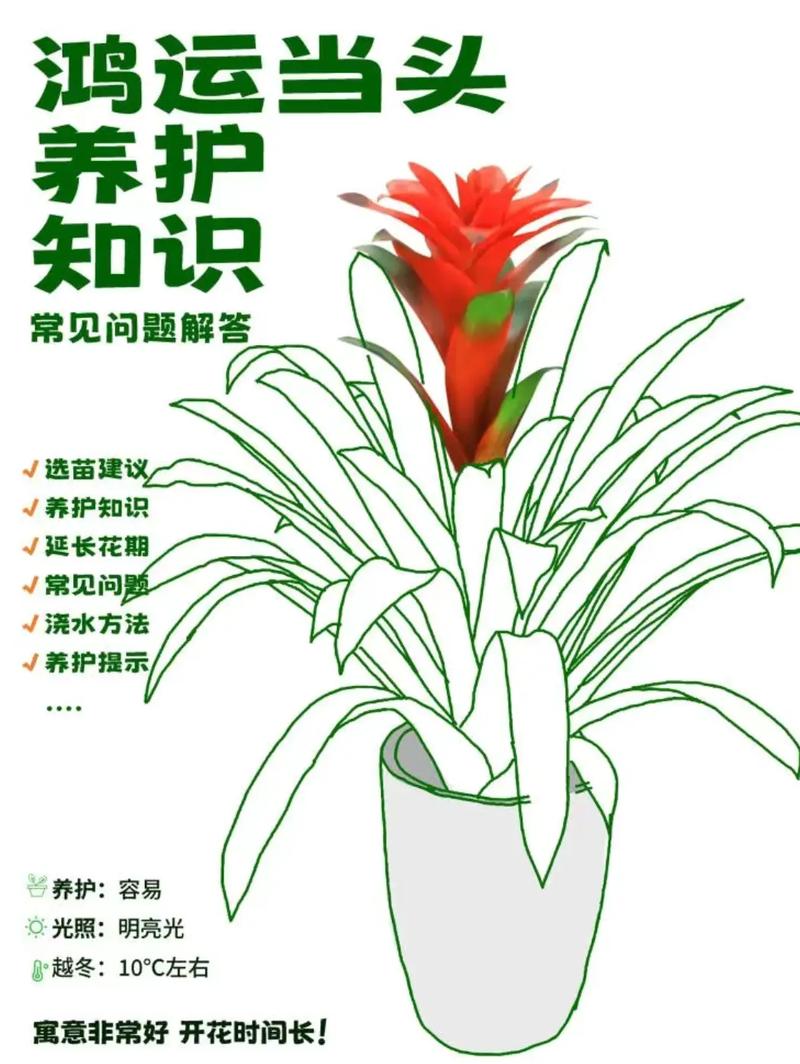 鸿运当头花期如何管理？鸿运当头花期怎么浇花浇水？-第2张图片-优品飞百科