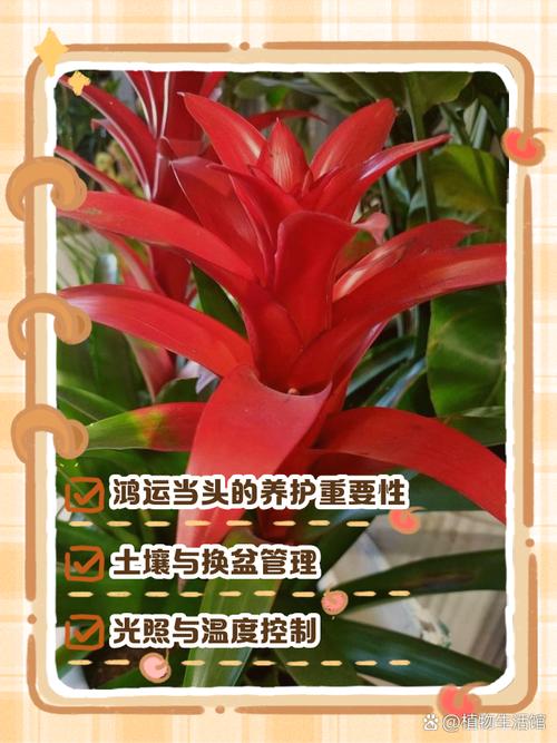 鸿运当头花期如何管理？鸿运当头花期怎么浇花浇水？-第3张图片-优品飞百科