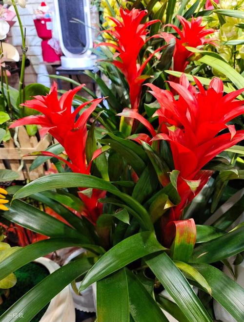 鸿运当头花期如何管理？鸿运当头花期怎么浇花浇水？-第4张图片-优品飞百科