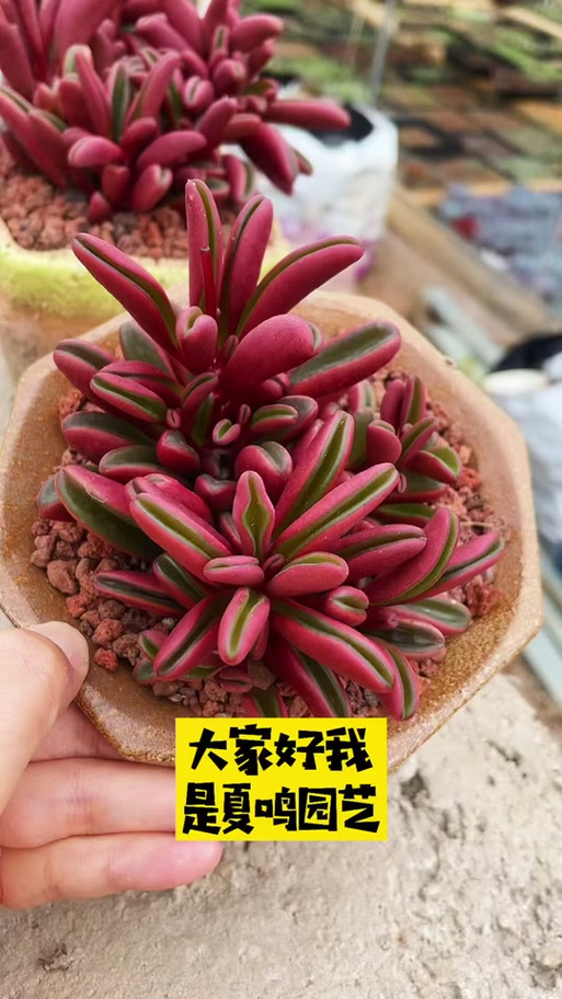 红椒草怎么养，红椒草开花吗？-第2张图片-优品飞百科