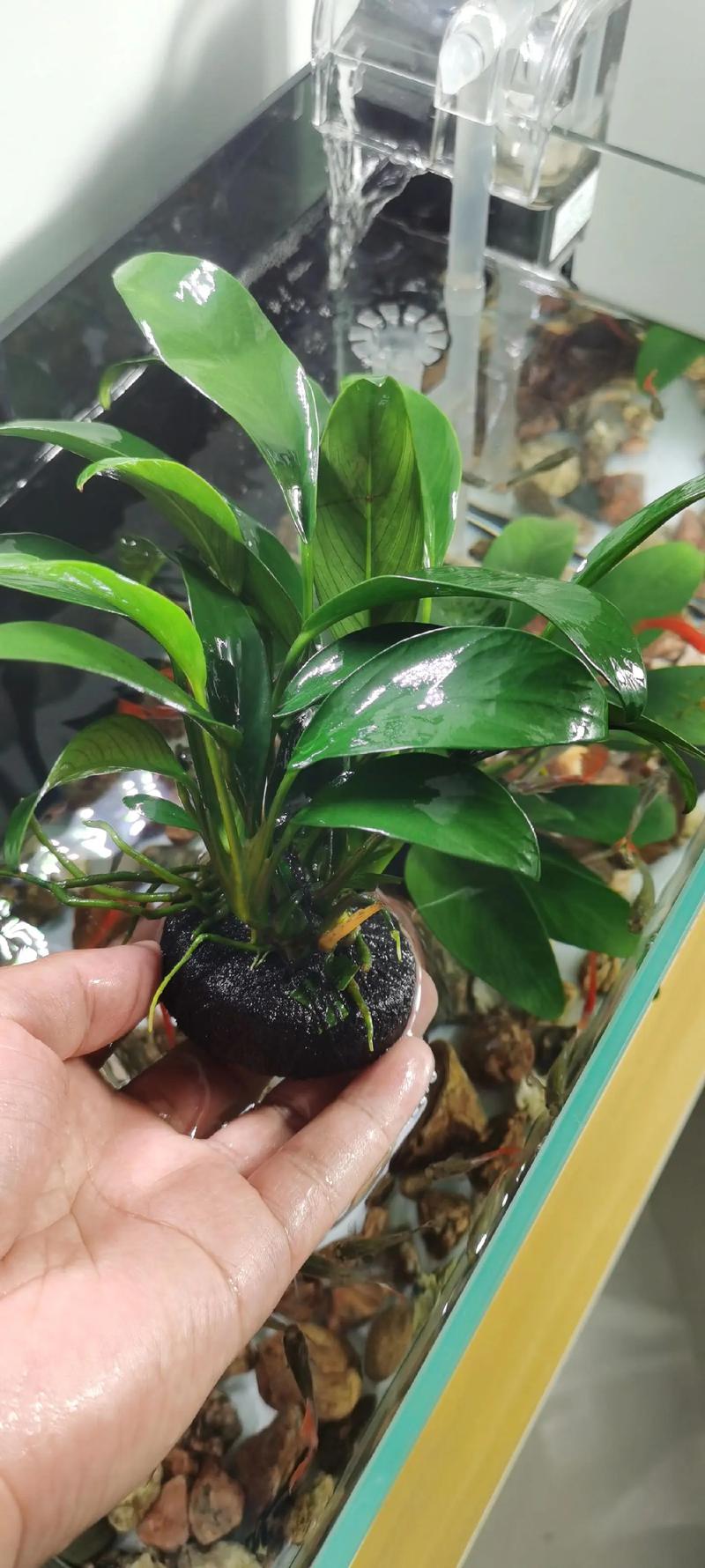 红椒草怎么养，红椒草开花吗？-第3张图片-优品飞百科