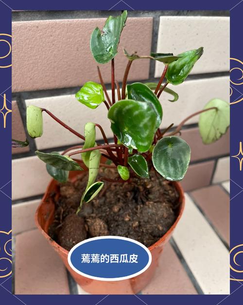 红椒草怎么养，红椒草开花吗？-第4张图片-优品飞百科