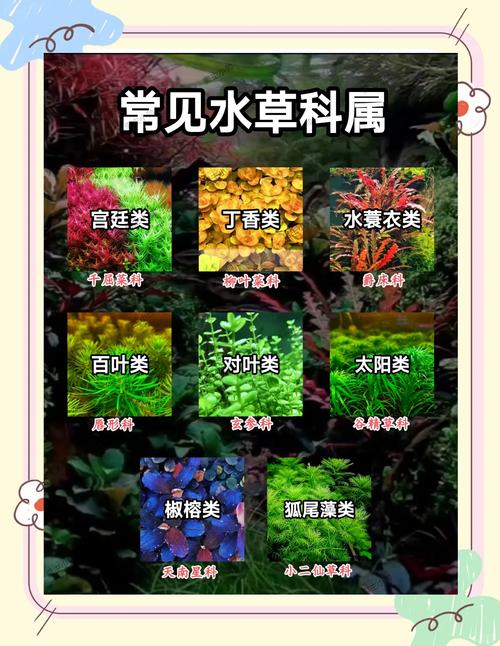 红椒草怎么养，红椒草开花吗？-第5张图片-优品飞百科