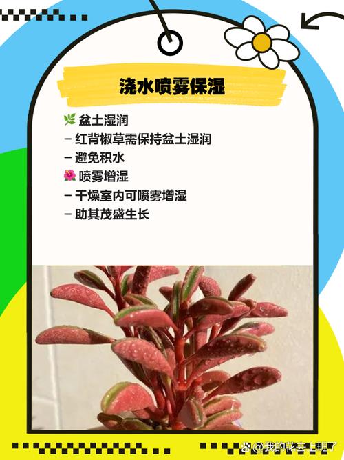 红椒草怎么养，红椒草开花吗？-第7张图片-优品飞百科