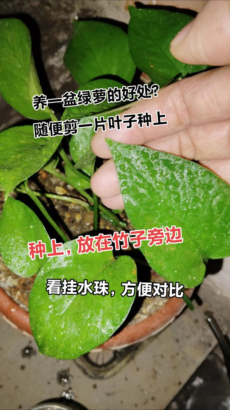 绿萝扦插气根剪掉吗，绿萝扦插后怎么办需要浇水吗