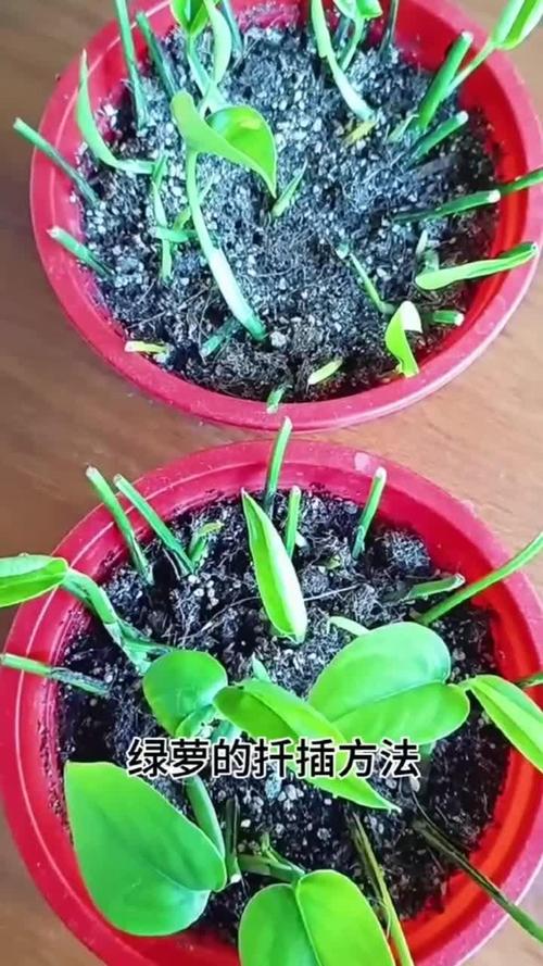 绿萝扦插气根剪掉吗,绿萝扦插后怎么办需要浇水吗-第2张图片-优品飞百科 绿萝扦插气根剪掉吗,绿萝扦插后怎么办需要浇水吗-第2张图片-优品飞百科