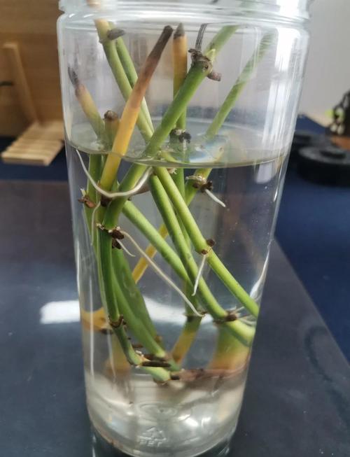 绿萝扦插气根剪掉吗,绿萝扦插后怎么办需要浇水吗-第4张图片-优品飞百科 绿萝扦插气根剪掉吗,绿萝扦插后怎么办需要浇水吗-第4张图片-优品飞百科