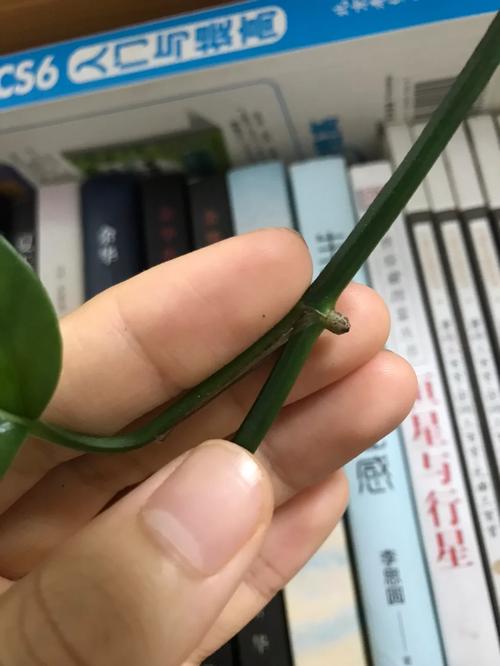 绿萝扦插气根剪掉吗,绿萝扦插后怎么办需要浇水吗-第5张图片-优品飞百科 绿萝扦插气根剪掉吗,绿萝扦插后怎么办需要浇水吗-第5张图片-优品飞百科