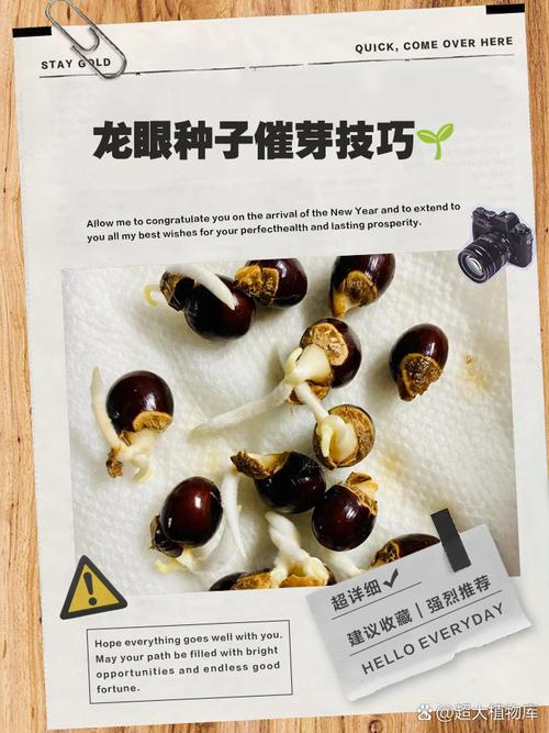 龙牙草怎么繁殖，龙牙草怎么繁殖的