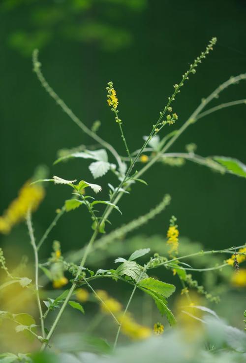 龙牙草怎么繁殖，龙牙草怎么繁殖的-第2张图片-优品飞百科