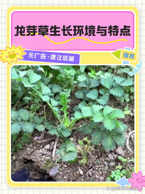 龙牙草怎么繁殖，龙牙草怎么繁殖的-第4张图片-优品飞百科