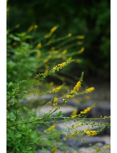 龙牙草怎么繁殖，龙牙草怎么繁殖的-第5张图片-优品飞百科